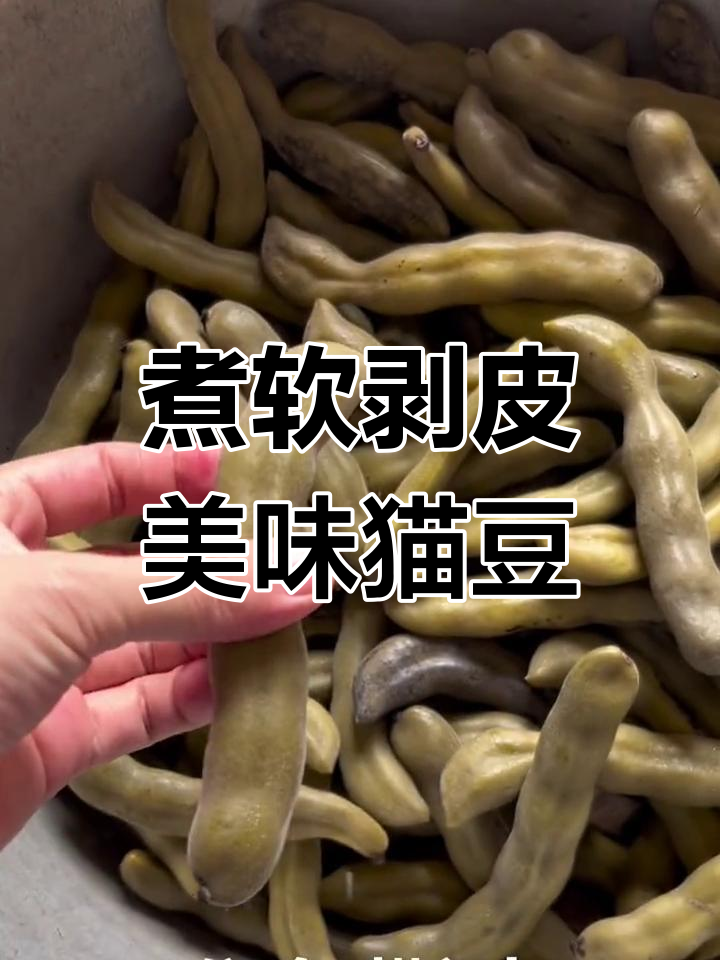 猫豆:有毒的外壳下隐藏的美味