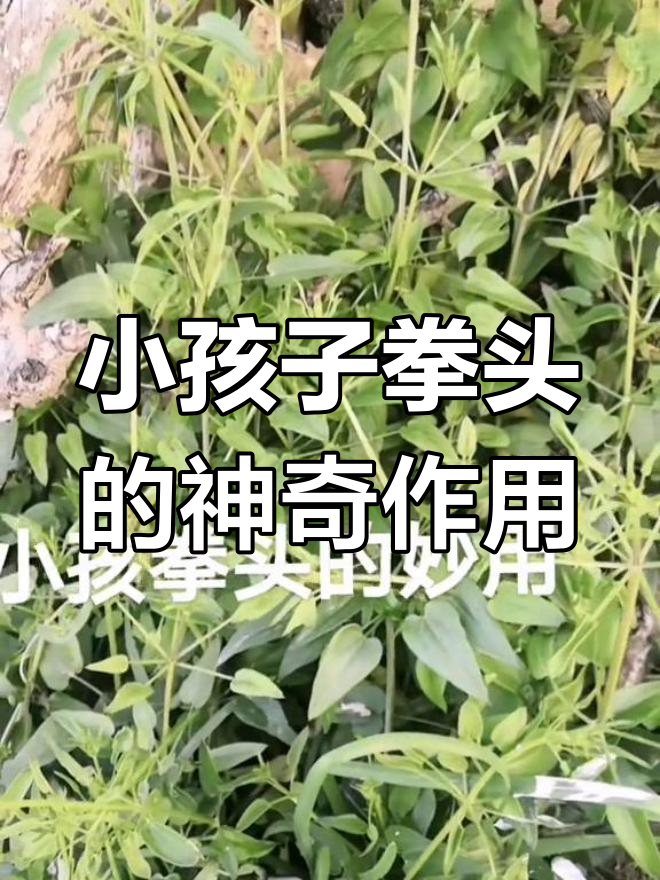小孩拳头根泡酒,腰腿疼痛不再有