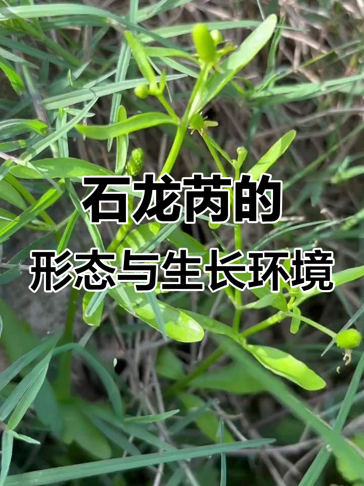 石龙芮:湿地中的假芹菜,花朵黄色美丽