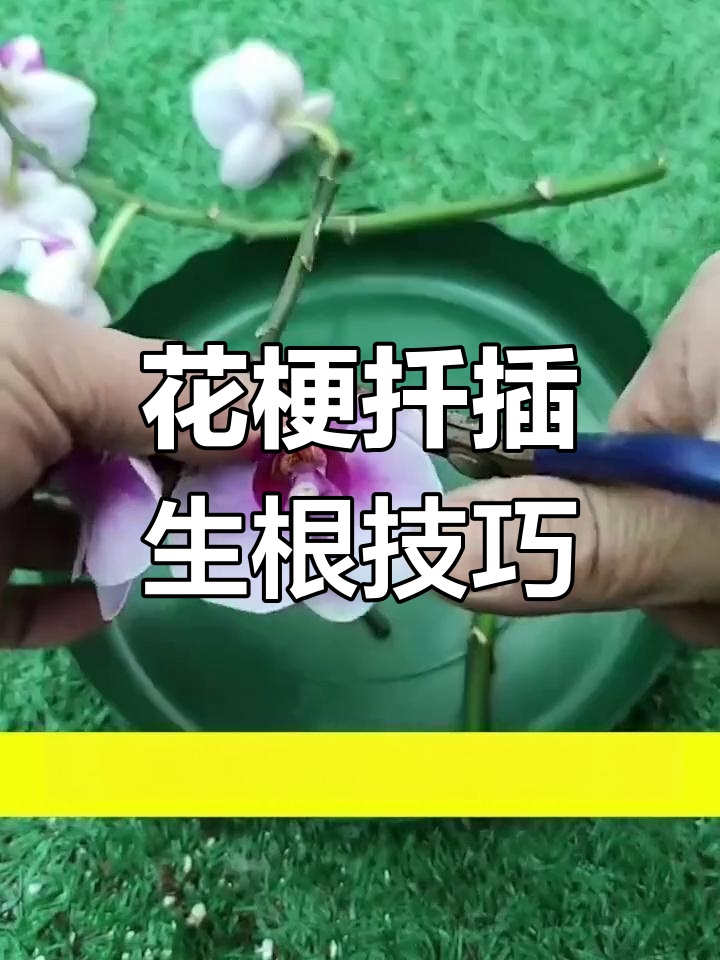 蝴蝶兰的繁殖方法图解图片