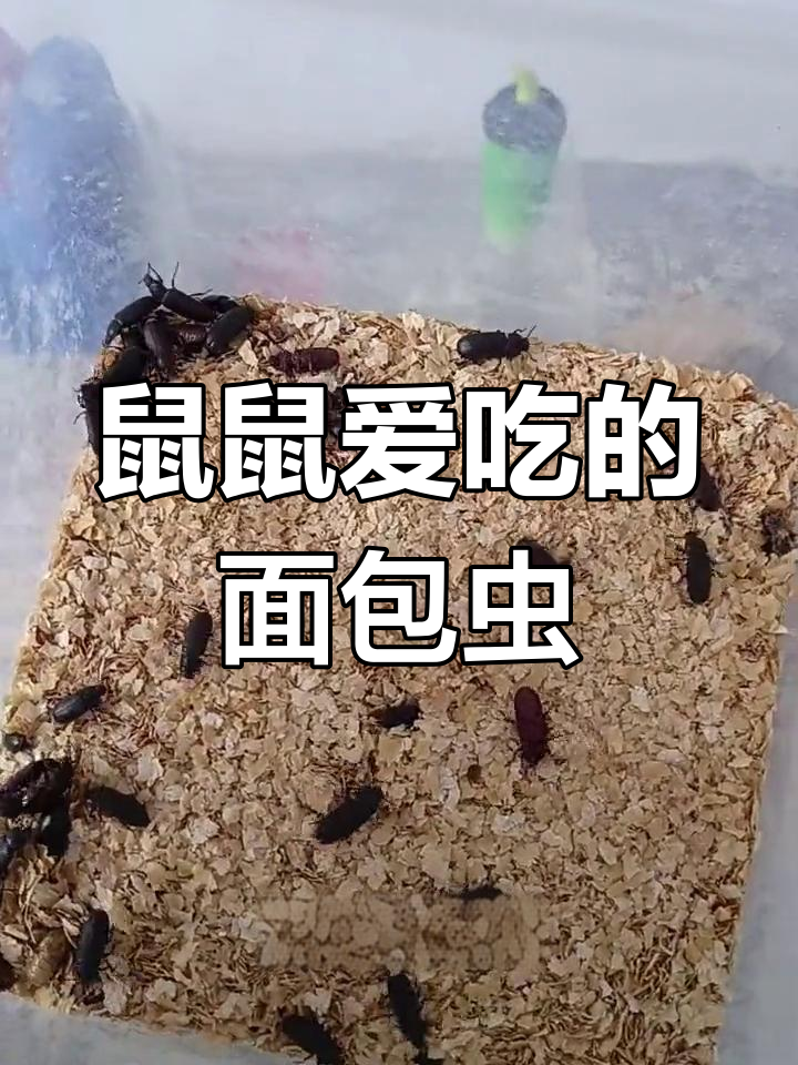 面包虫进化过程图片