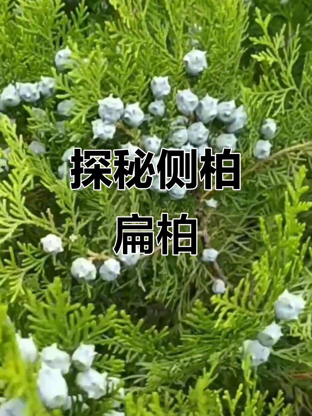 了解侧柏与扁柏的独特魅力,探索植物世界的奥秘