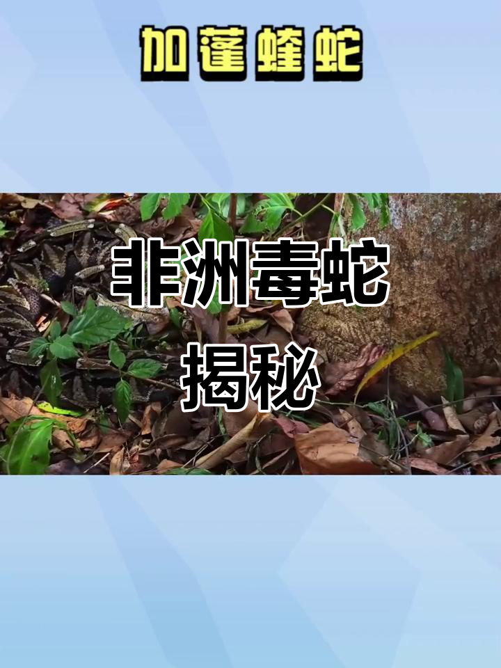 非洲热带雨林的致命毒蛇:加蓬蝰蛇的独特捕猎方式