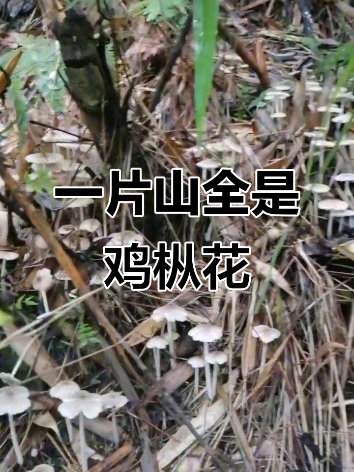 鸡枞花遍地都是,捡不完的财富!