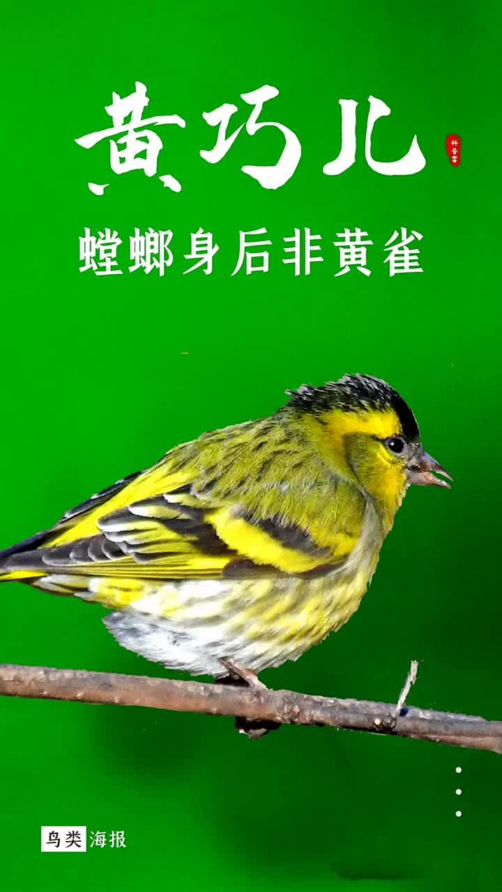 黄雀是一种色彩鲜亮,叫声悦耳的小型鸟类,它属于雀科,金翅雀属