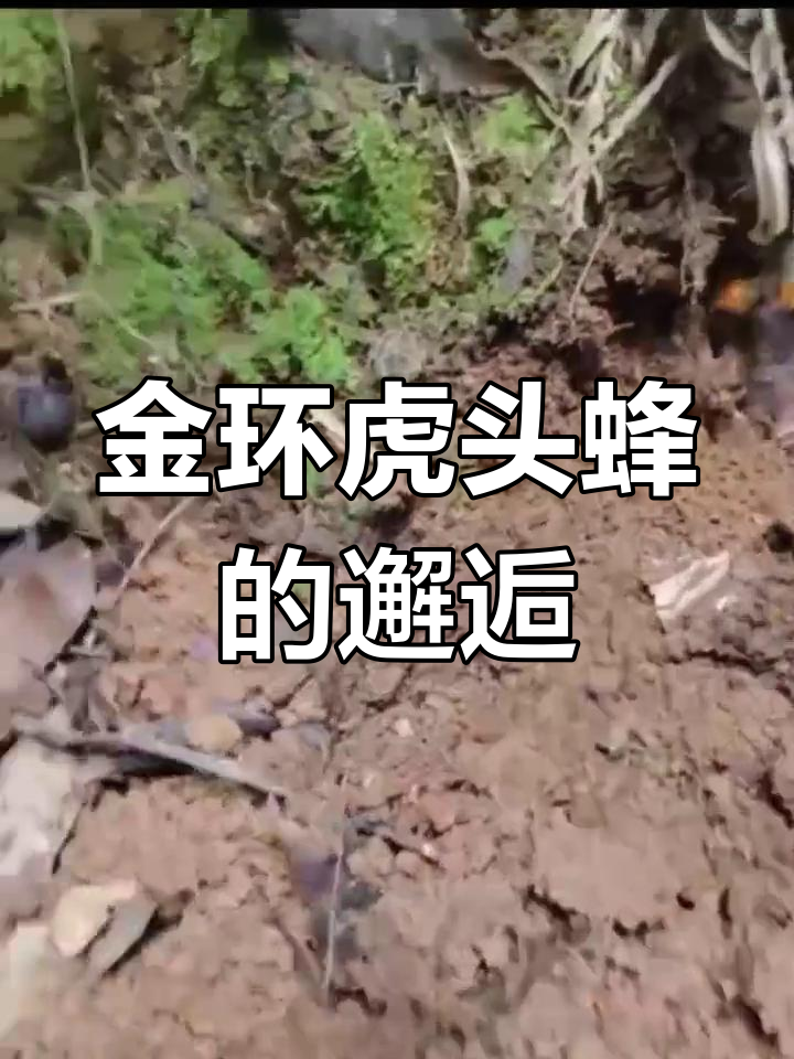 野外偶遇金环虎头蜂,时光流转中的温暖与消逝