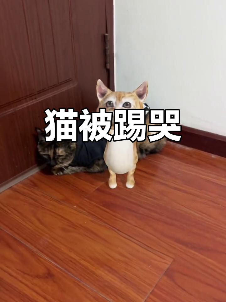 一脚踢飞猫咪,竟然哭了