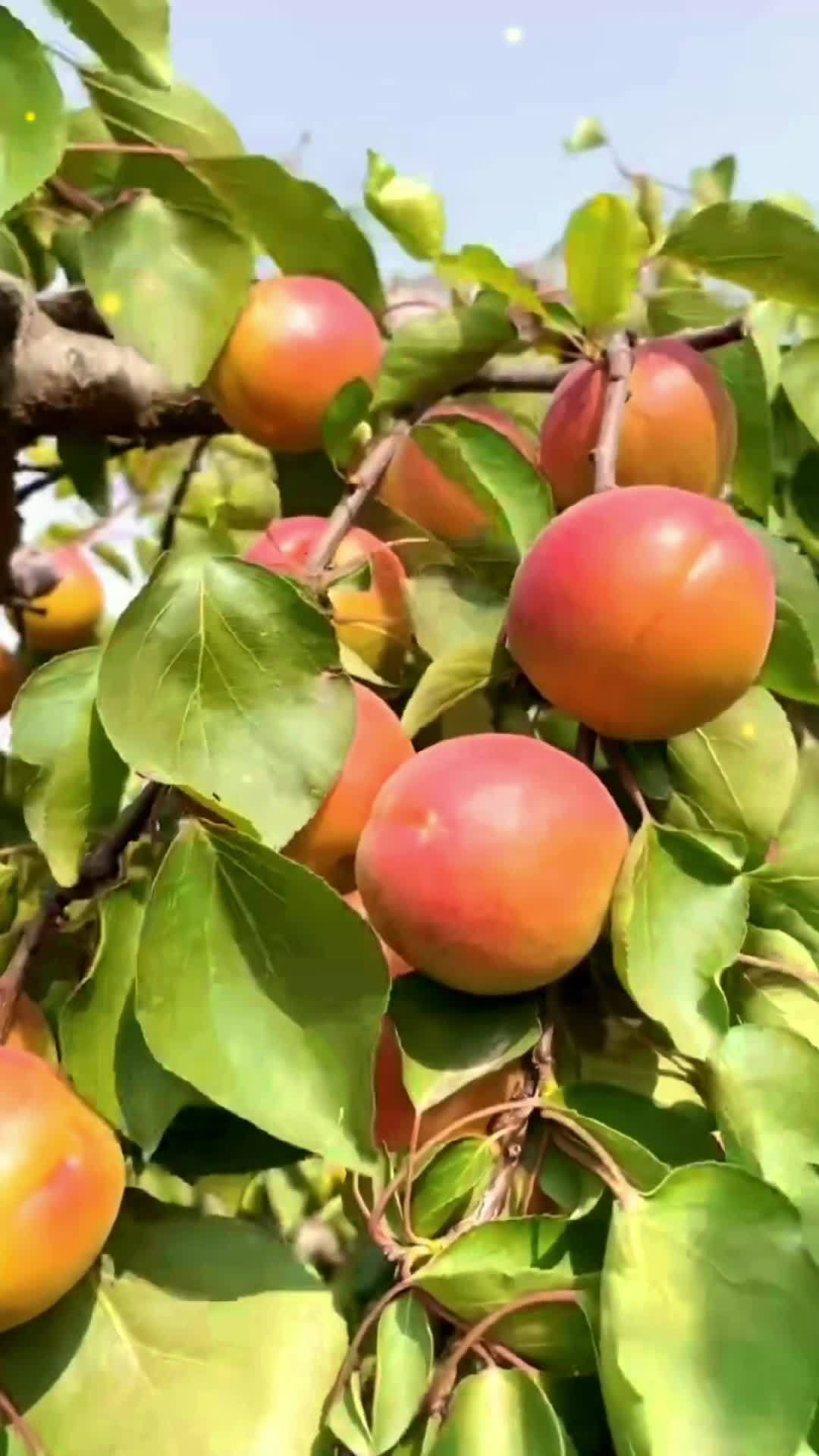 陕西贵妃胭脂红黄杏成熟了,杏仁可以吃的杏子 杏子熟了 优质农产品