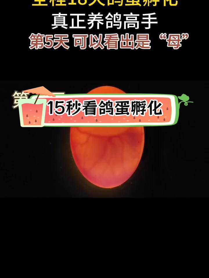 鸽子18天孵化图图片