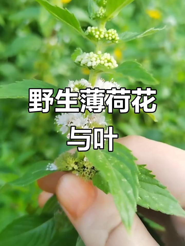 野薄荷:芳香多年生植物,花白色或紫色,叶子对生