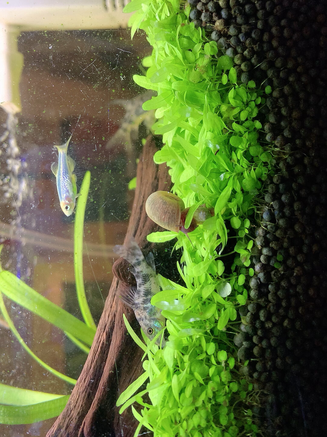 勤劳的花老鼠鱼,鱼缸被清理得好干净