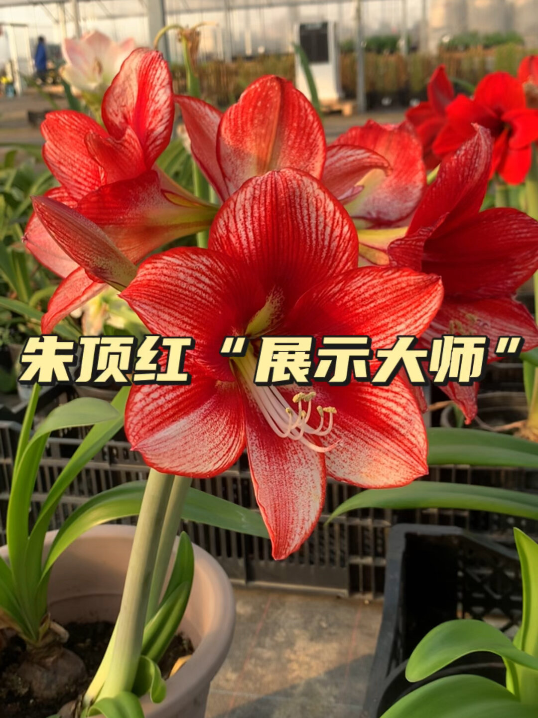 朱顶红"展示大师",谁能说它不鬼魅?