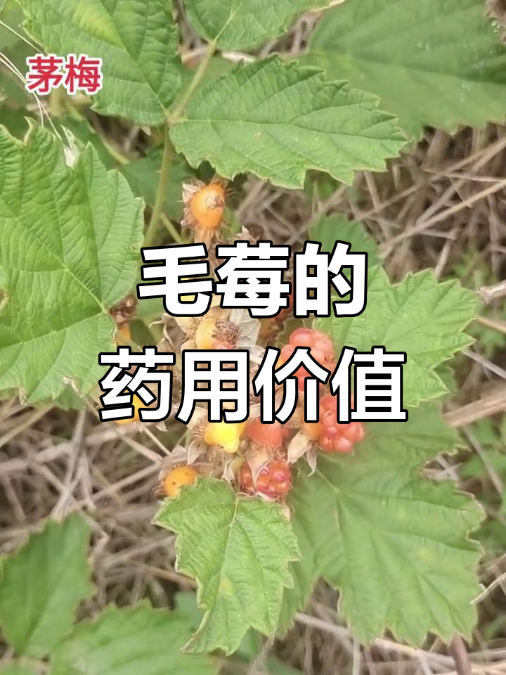 诸城接骨丹:毛莓果熟,全草入药