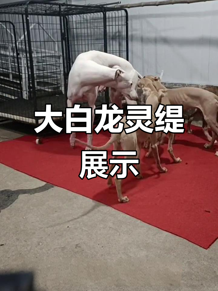 灵缇犬大白龙,完美身形展示
