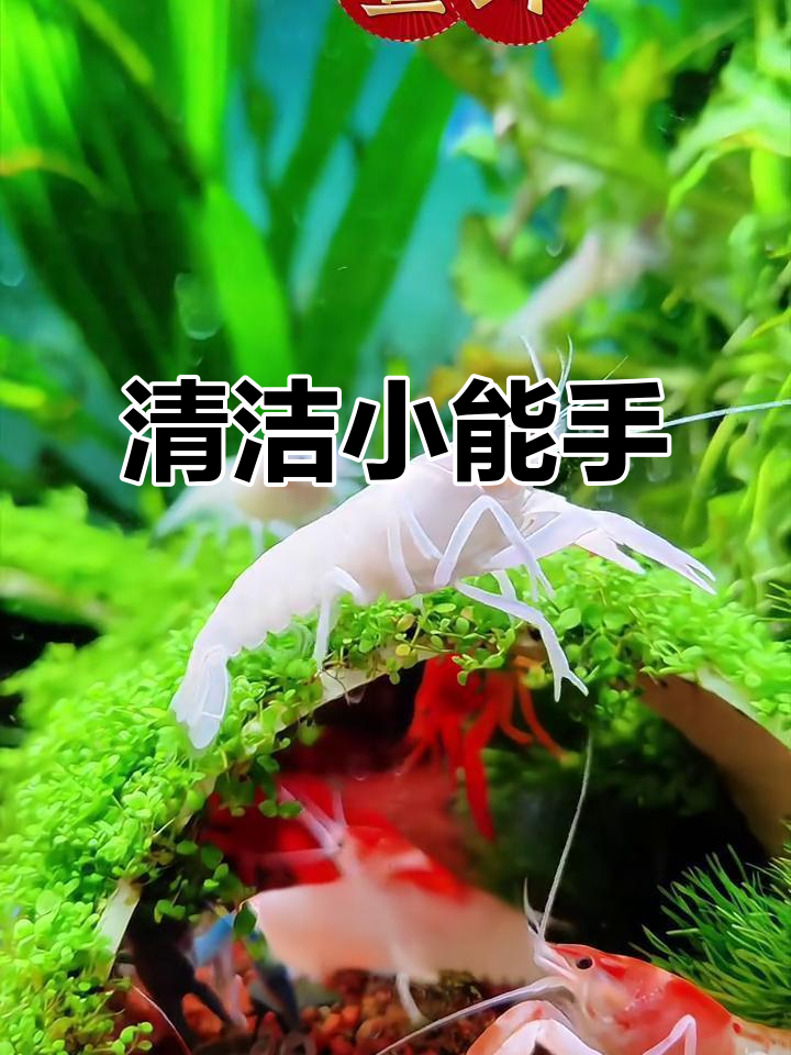 五彩鳌虾,鱼缸清洁小能手,美观又易养!