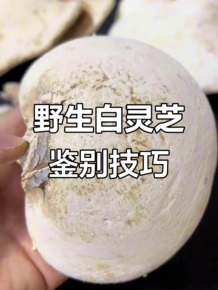 如何识别野生白灵芝?掌握这些关键特征,轻松辨别真伪!
