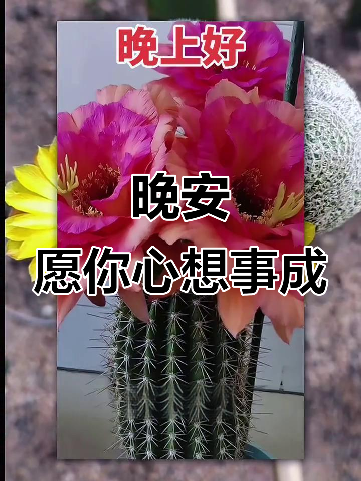 晚上好,送你满满祝福与温暖