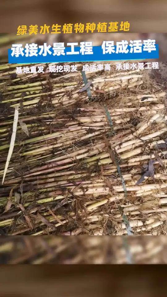 眉山市哪有卖芦苇苗 许昌市批发芦苇的苗 铜仁市芦苇苗种植大型基地