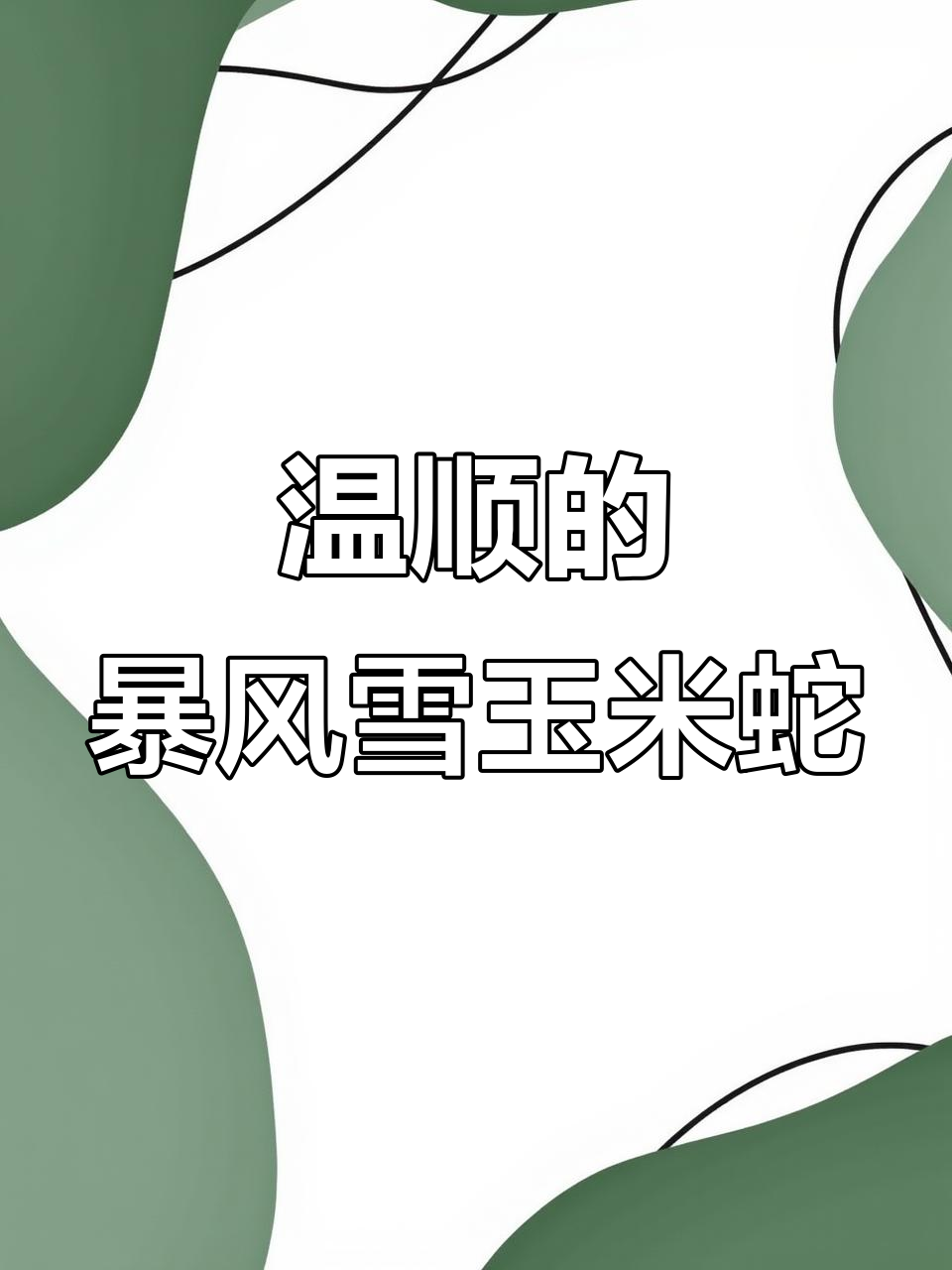 暴风雪玉米蛇:温柔白蛇,适合新手饲养