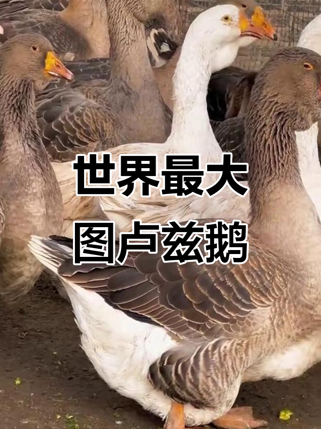 图卢兹鹅:世界上最大的鹅种,你见过吗?