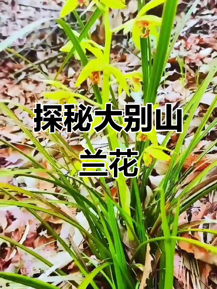 大别山兰花:生命的独特魅力