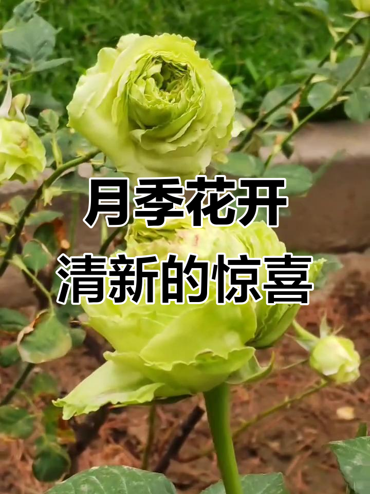 绿星月季盛开,清新自然的美好惊喜