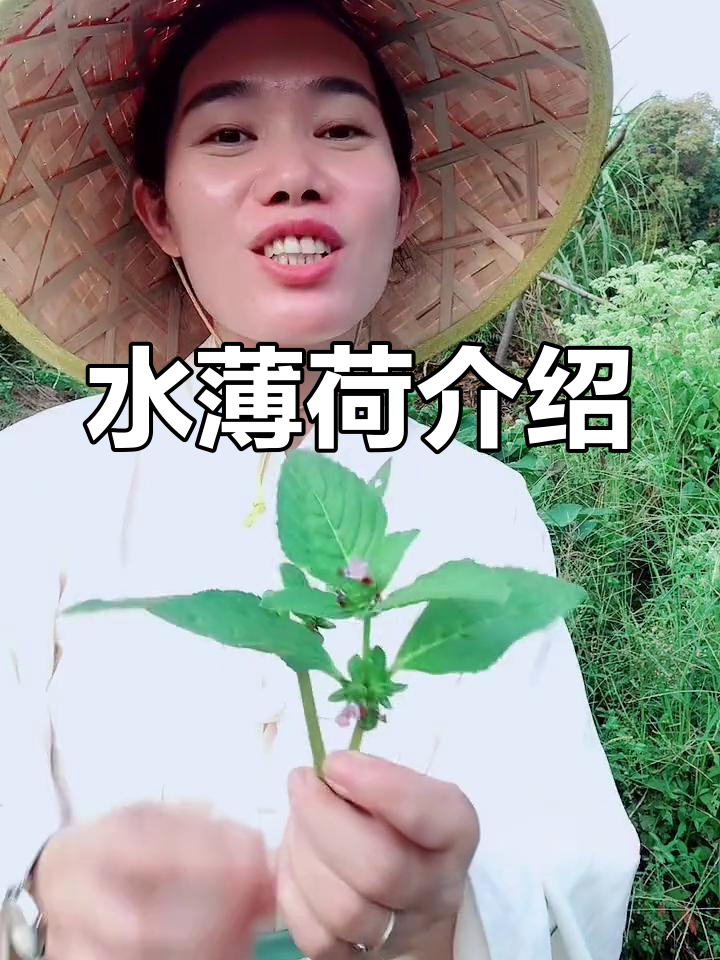 水薄荷的香气与用途,云南香料新发现