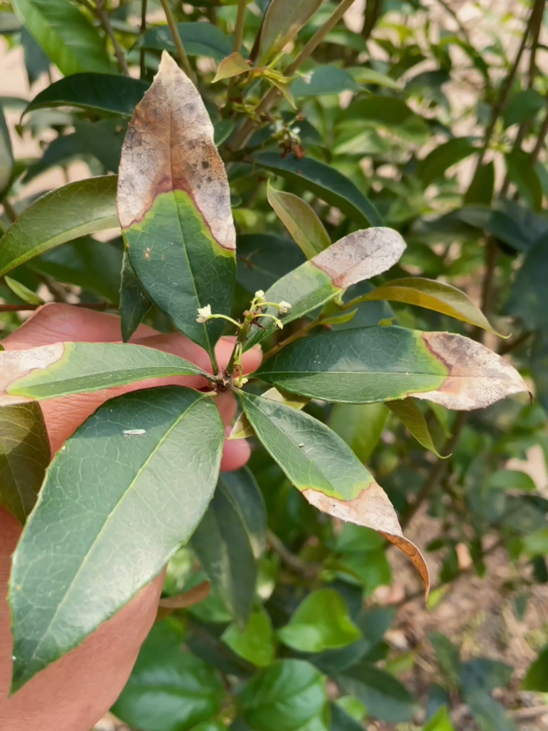 桂花叶片出现这种焦尖,这样处理轻松搞定