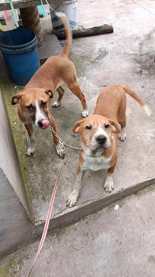 四血混合,条子狗,一公一母