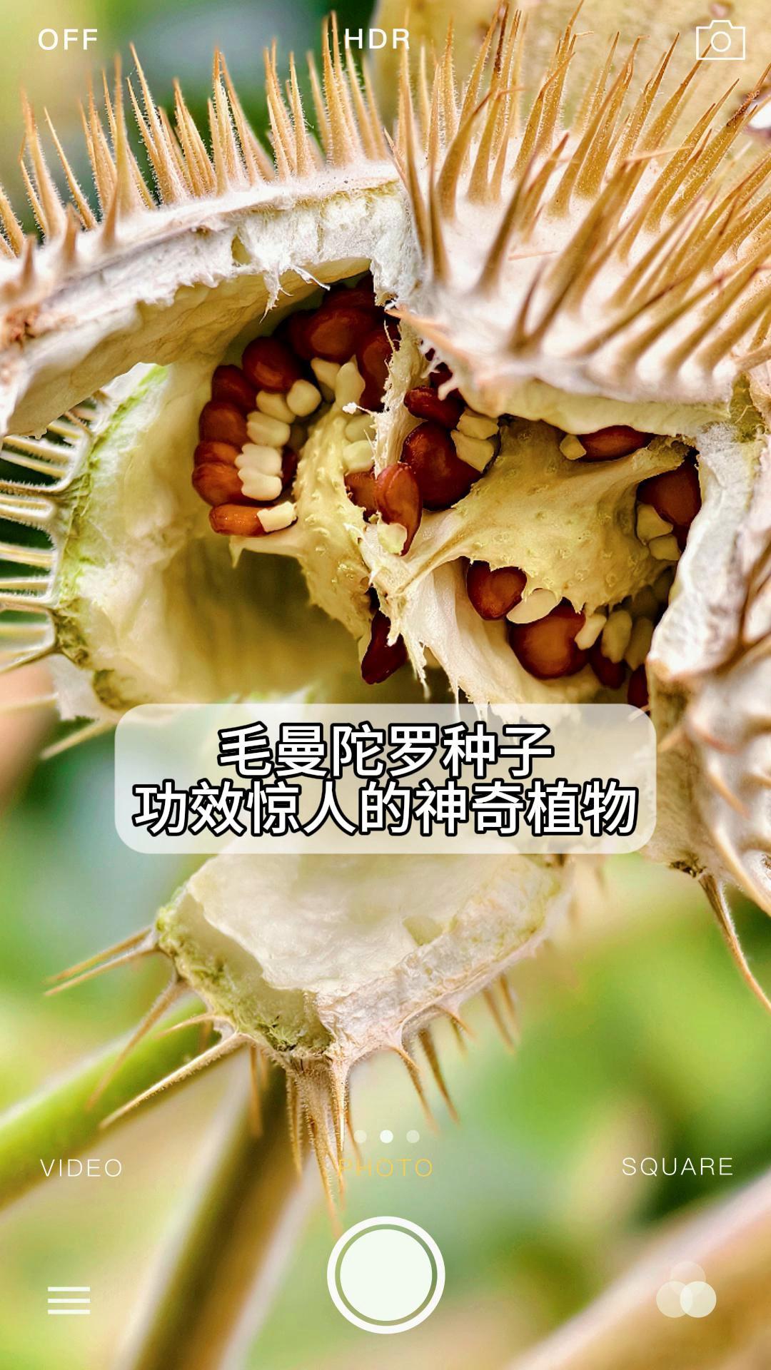 毛曼陀罗种子,功效惊人的神奇植物