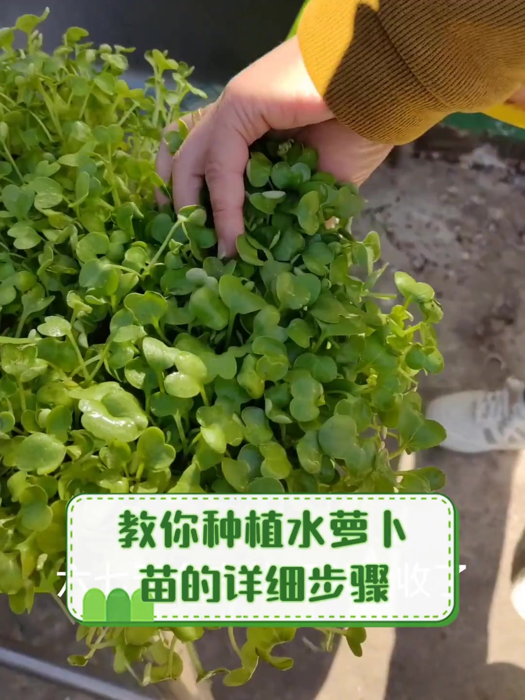 教你种植水萝卜苗的详细步骤