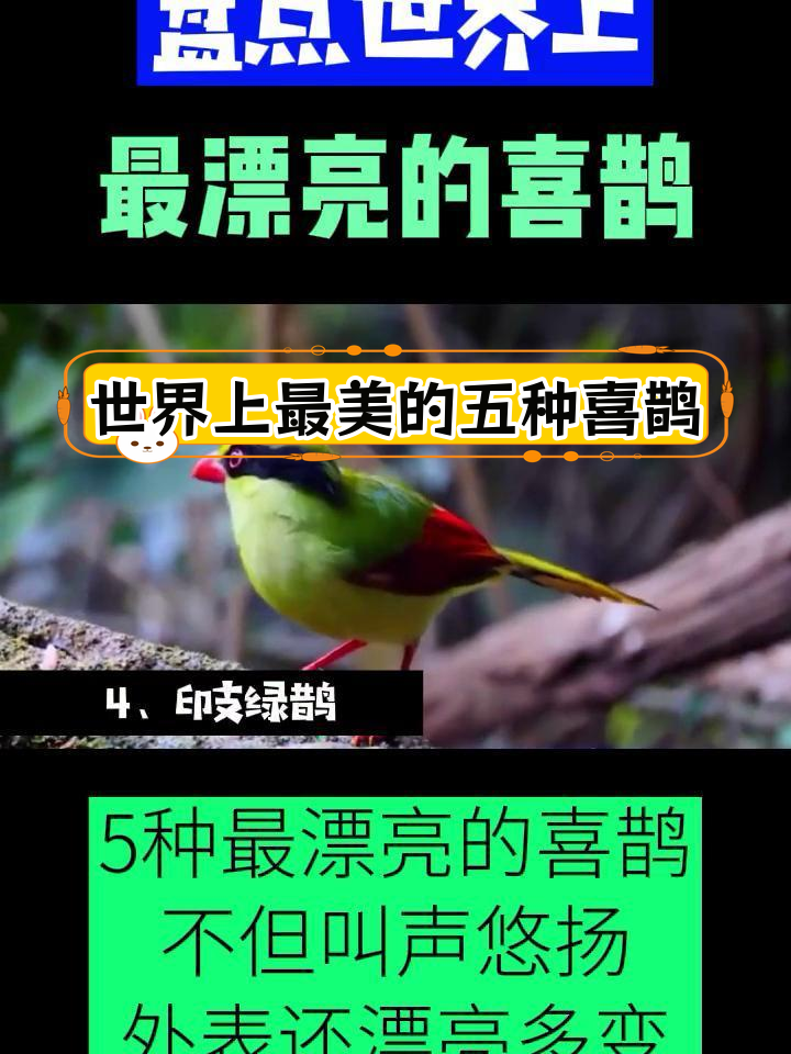 世界五大最美喜鹊,歌声悠扬羽毛绚烂