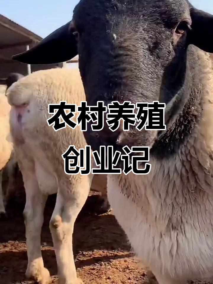 农村创业养殖加盟技术怎么样(农村创业养殖加盟技术怎么样啊)