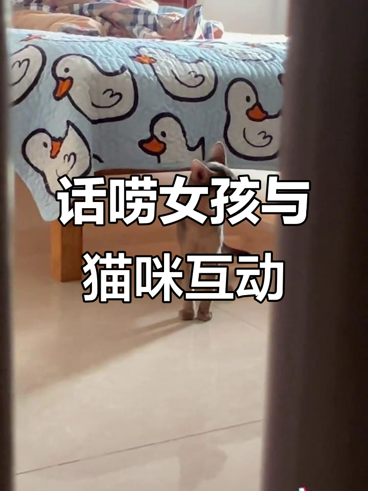 猫说话抖音=抖音小猫说话视频