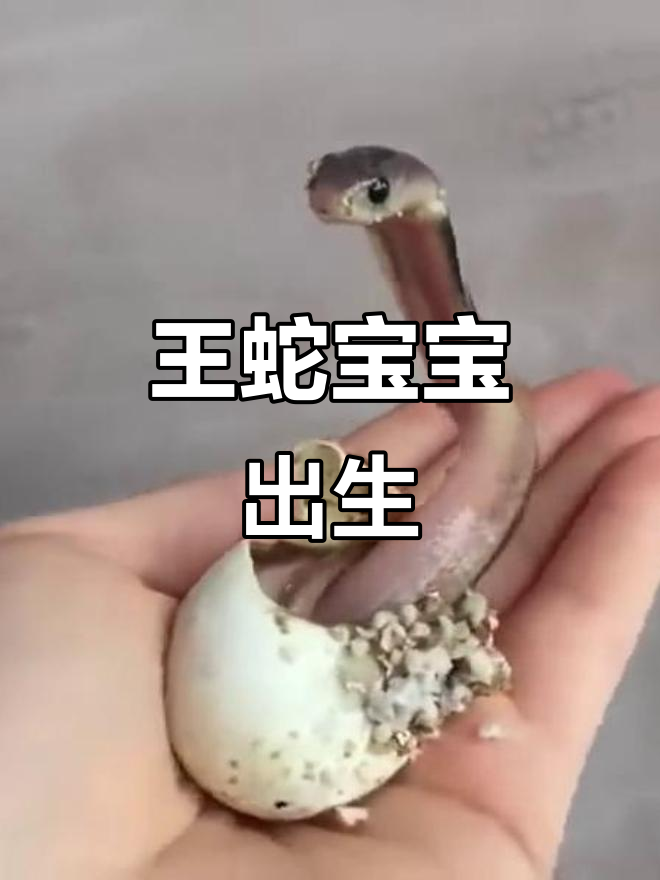 眼镜王蛇宝宝孵化瞬间,萌态十足