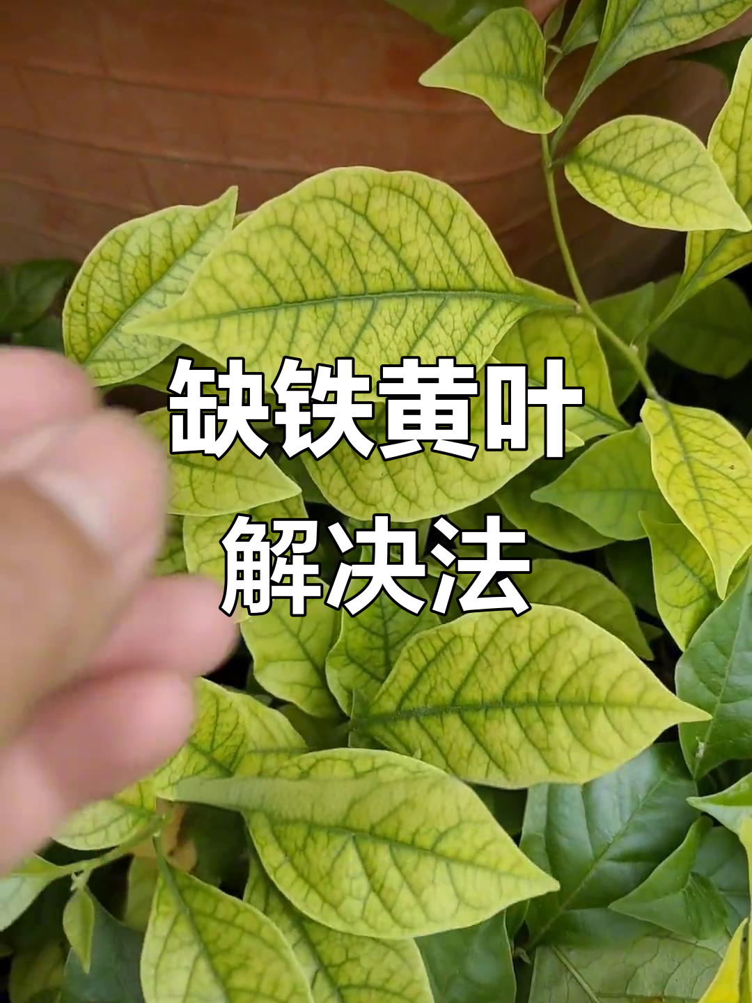 缺铁黄叶?一瓶螯合铁轻松搞定!