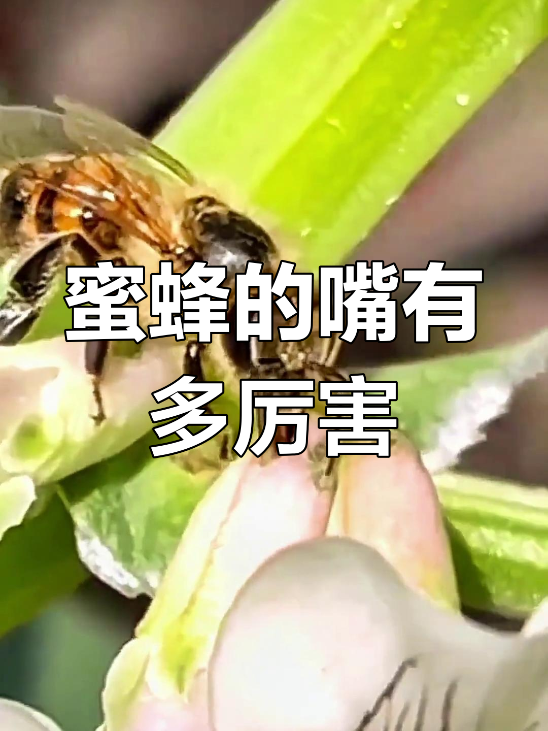 蜜蜂如何用嘴巴刺破花吸蜜?