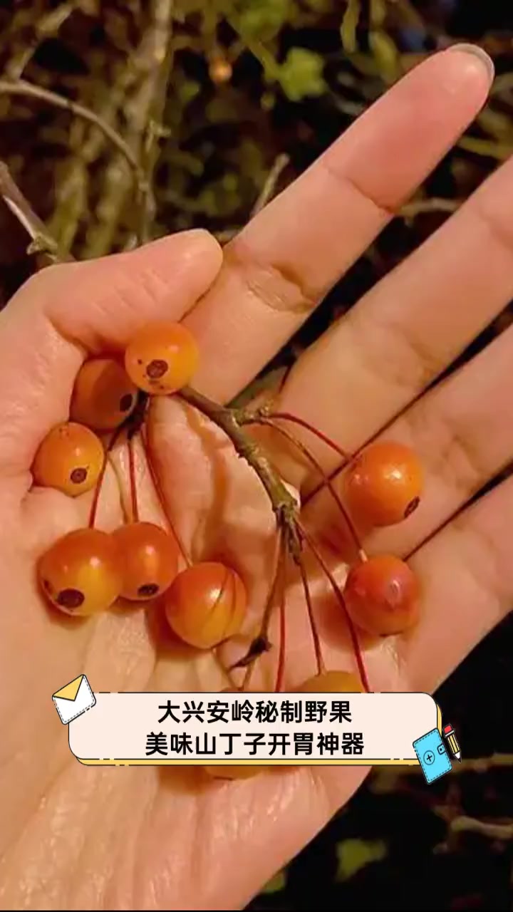 大兴安岭秘制野果,美味山丁子开胃神器
