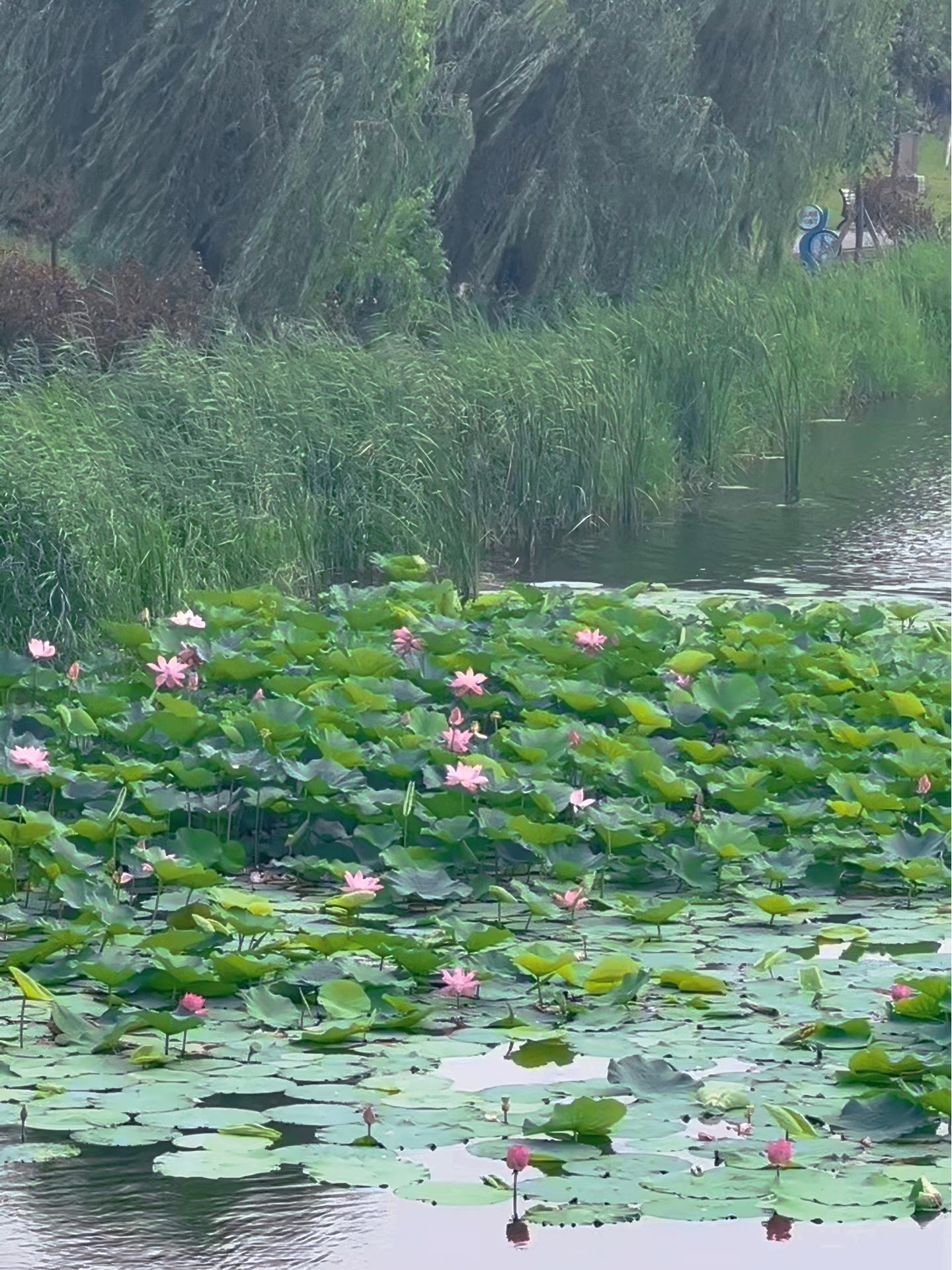 普兰店区湿地公园图片