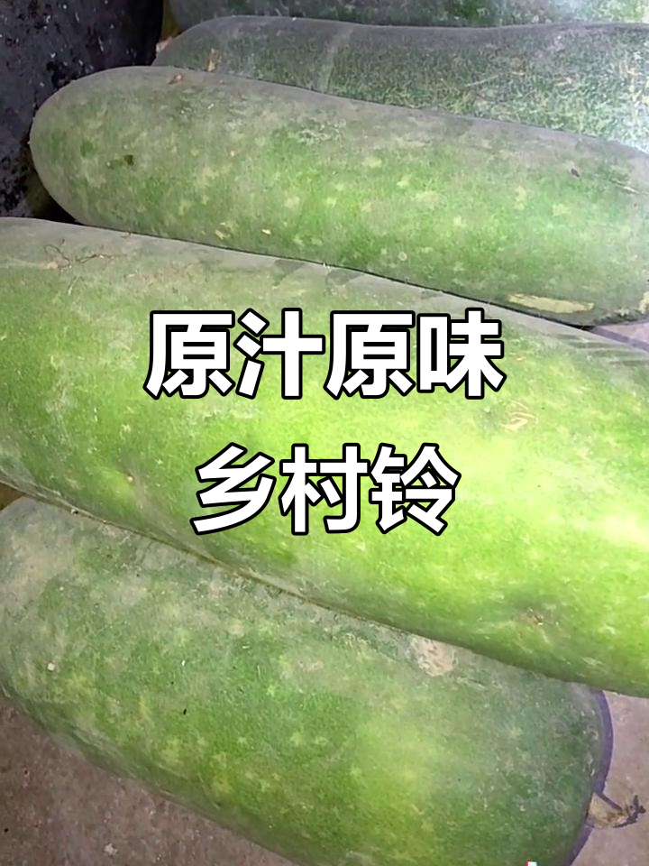 农村夜晚的独特铃声,毛瓜带来的原生态风味