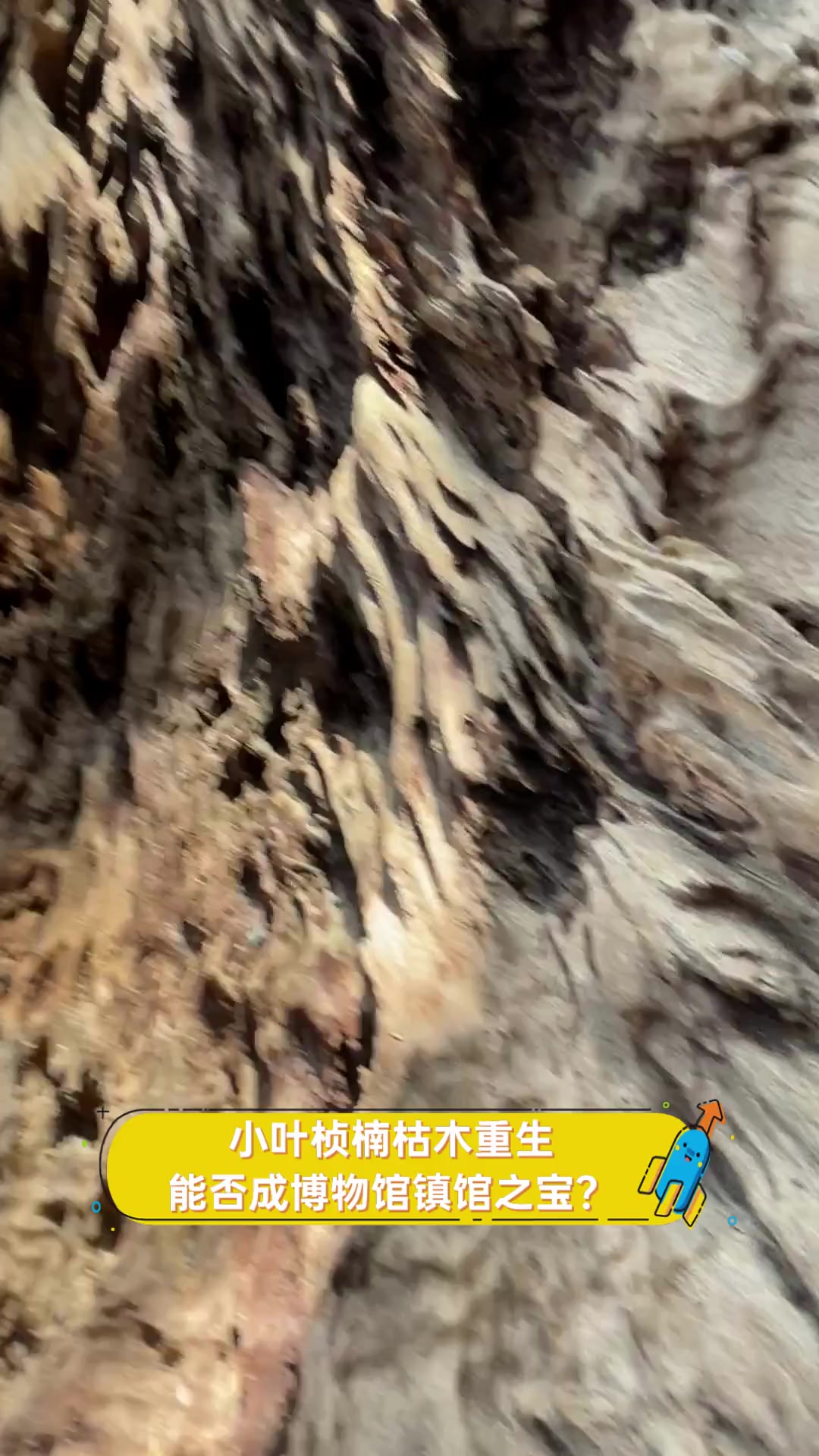 重生之枯木好看吗