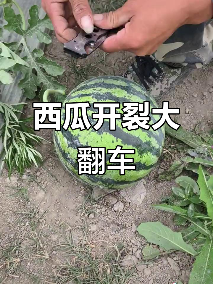 西瓜翻车现场,裂开瞬间真让人笑出声