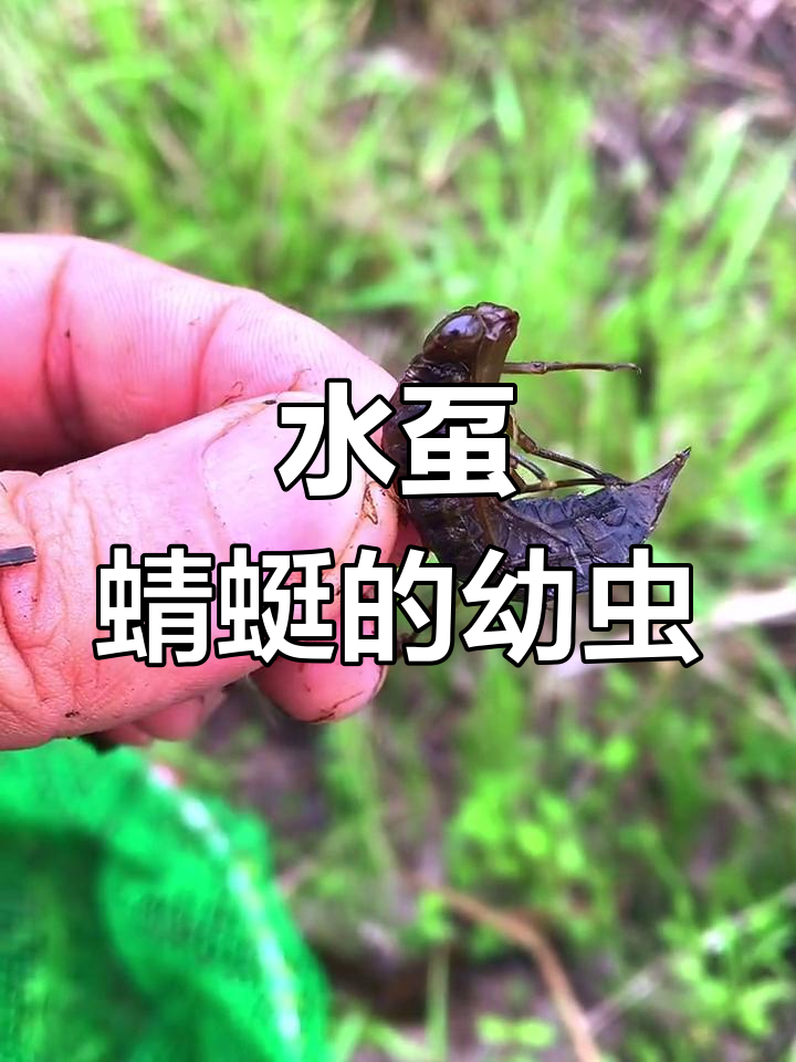 蜻蜓幼虫:水中的捕食者