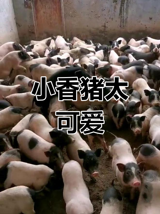 藏香猪幼崽萌态百出,可爱到不行!