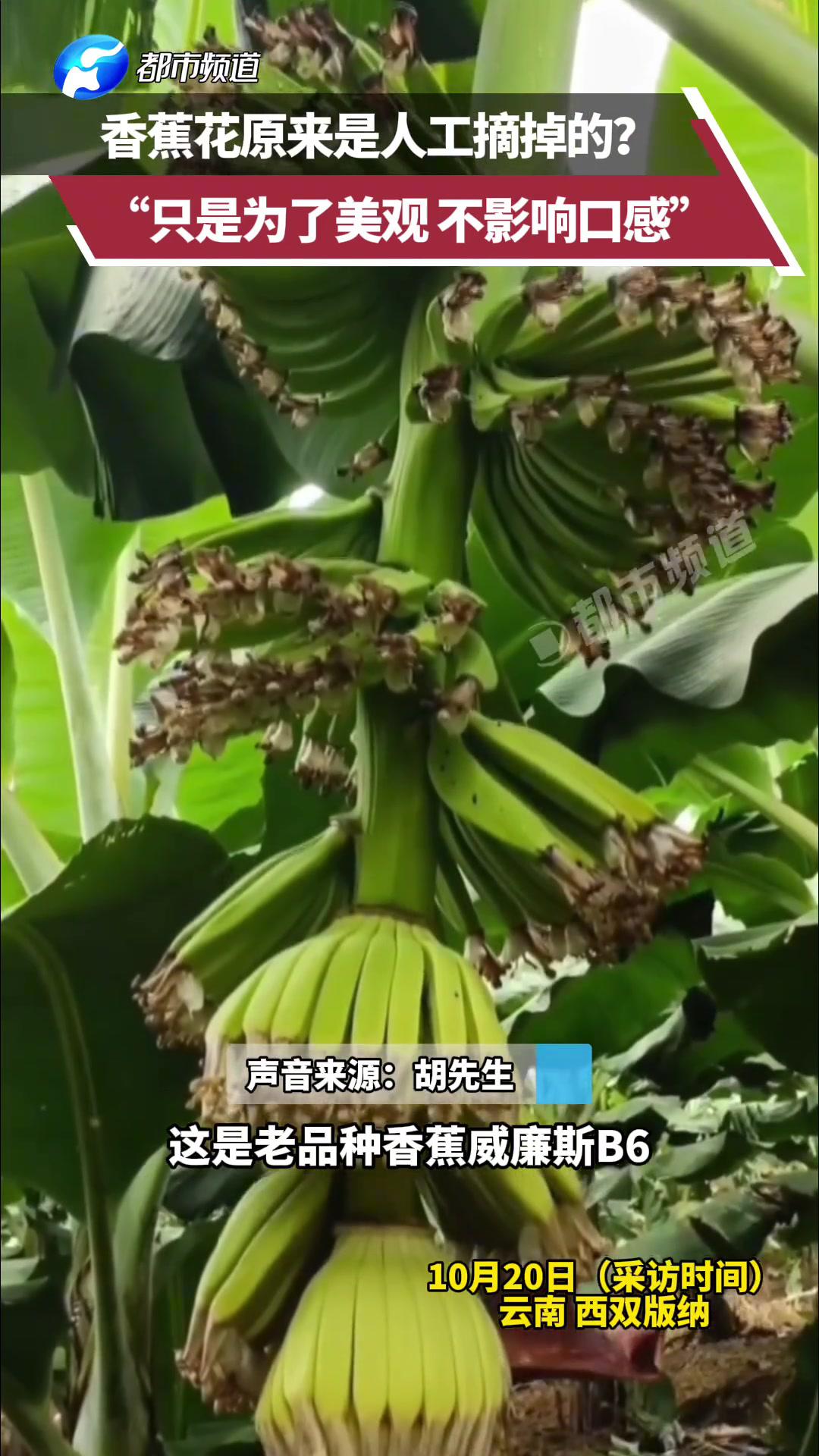香蕉花原来是人工摘掉的?