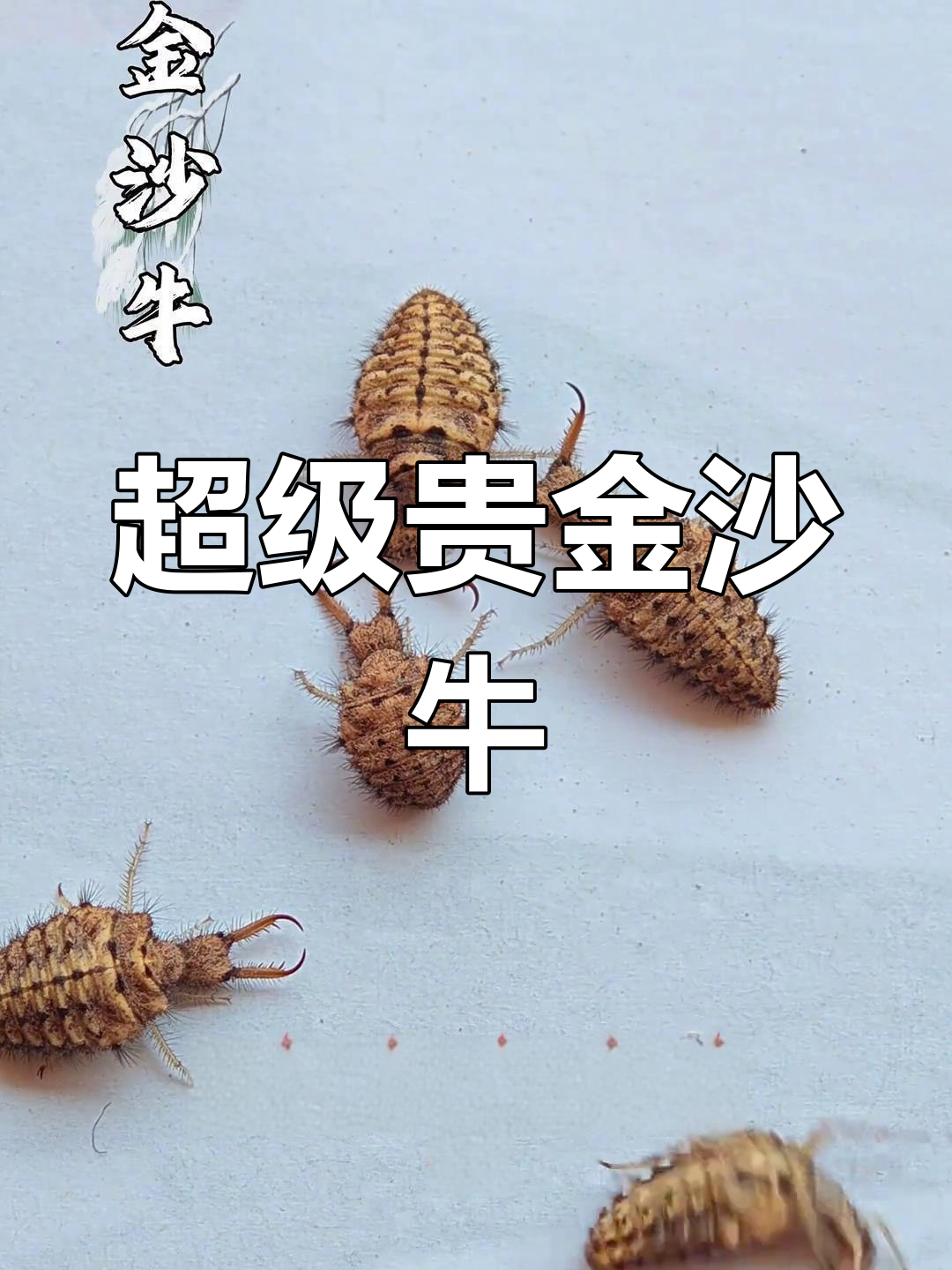 金沙牛:世界上最昂贵的牛,一吨能卖700万