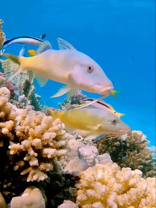 海底真实视频 奇妙的海洋生物 爱护海洋生物