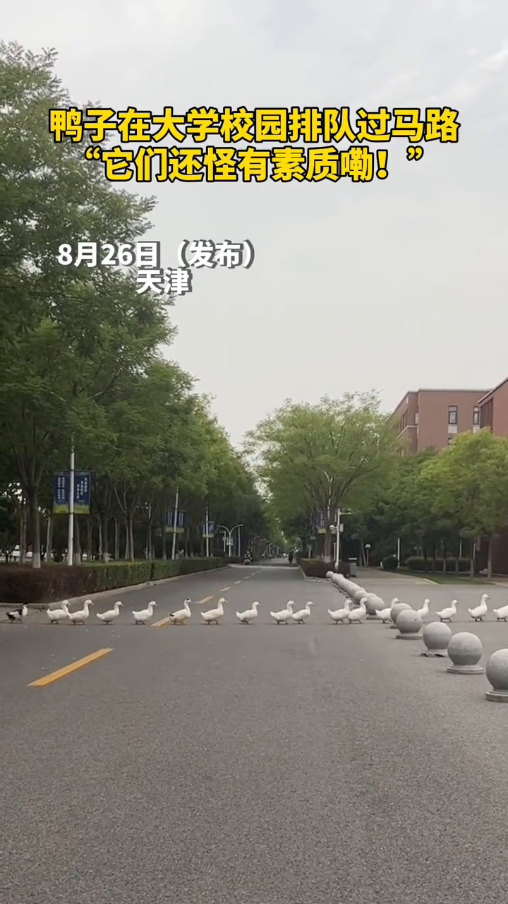 鸭子在大学校园排队过马路 "它们还怪有素质嘞!"-度小视