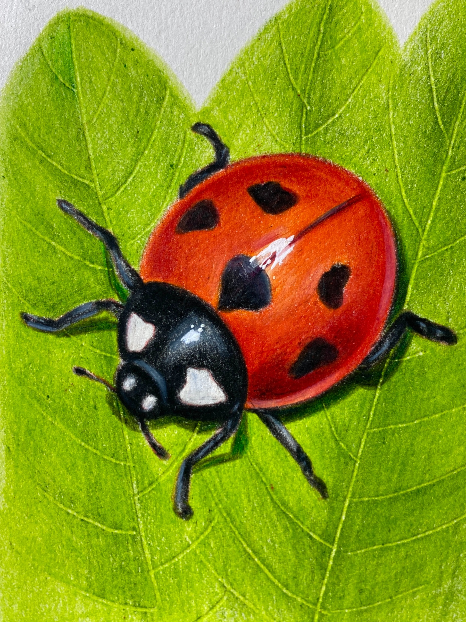 我来教零基础画一个立体感超强的七星瓢虫