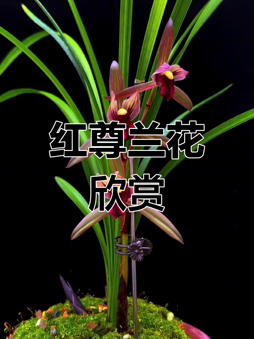 春剑红素《红尊》兰花展示,精美绝伦的珍品